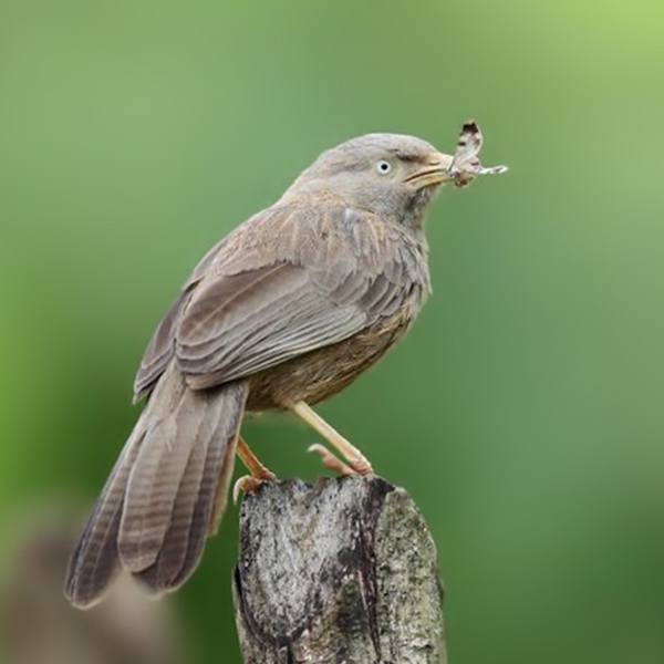 Babbler, Yellow-Billed