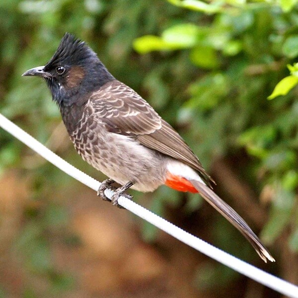 Bulbul, Red – Vented