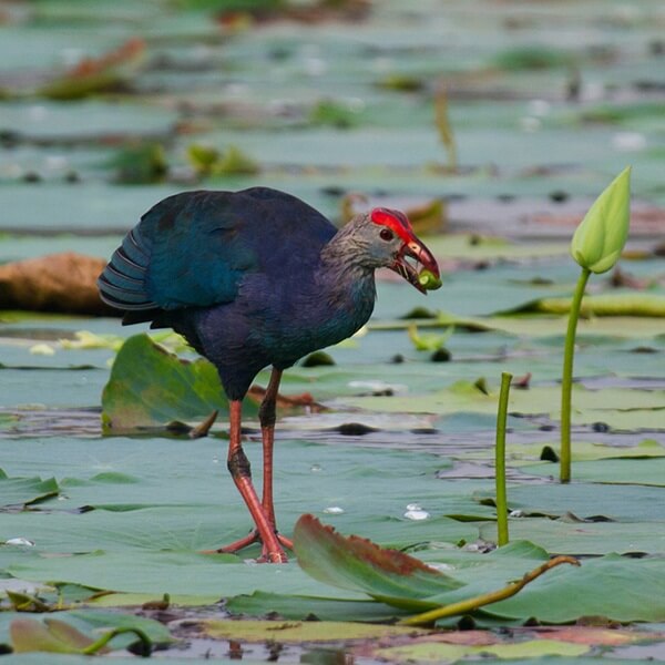 Blue Coot or Purple Coot