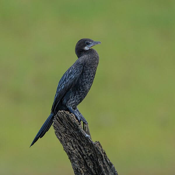 Cormorant, Little