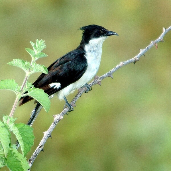 Cuckoo, Pied