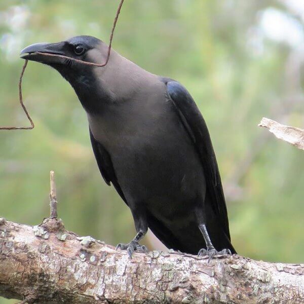 Crow, House