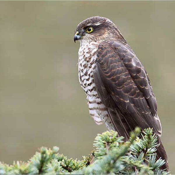 Sparrow Hawk