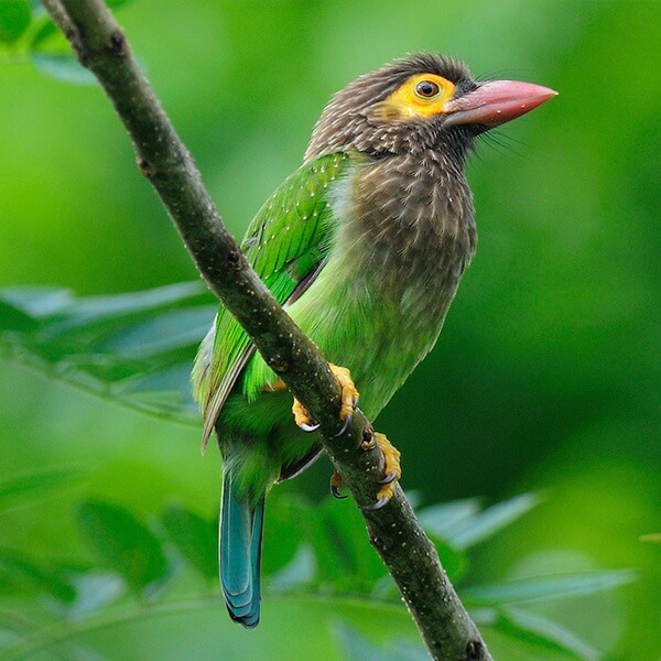 Barbet, Brown Headed