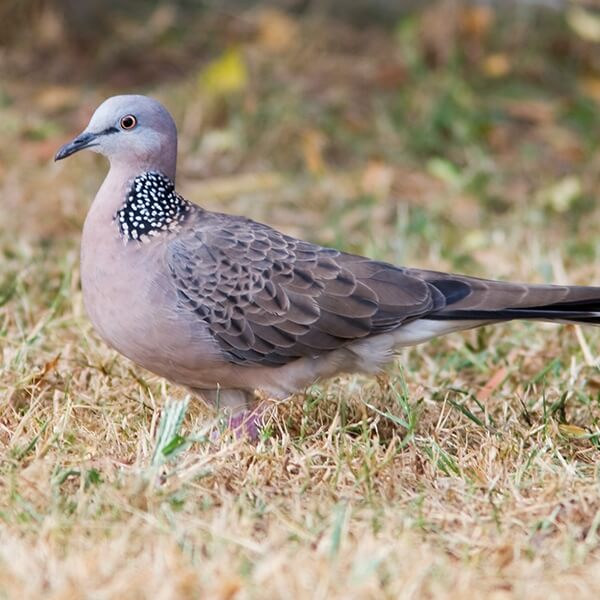 Spotted Dove