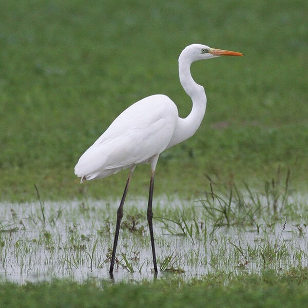 Egret, Great