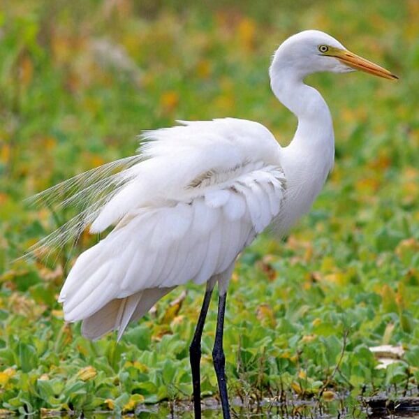 Egret, Intermediate