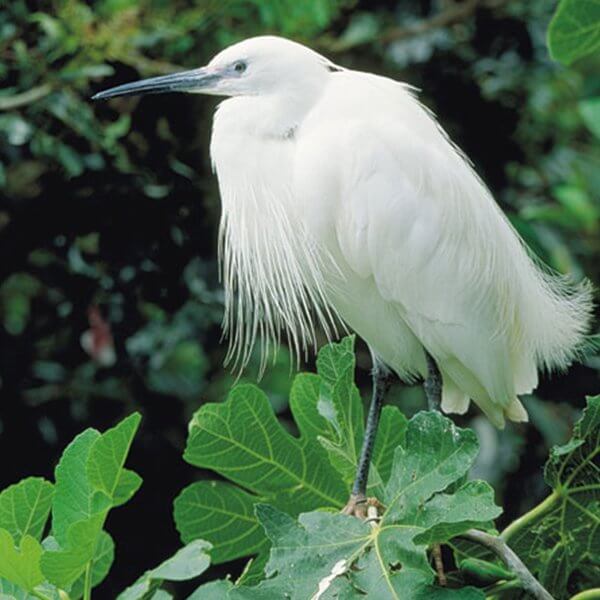 Egret, Little