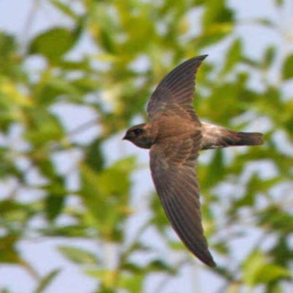 Edible Night Swift