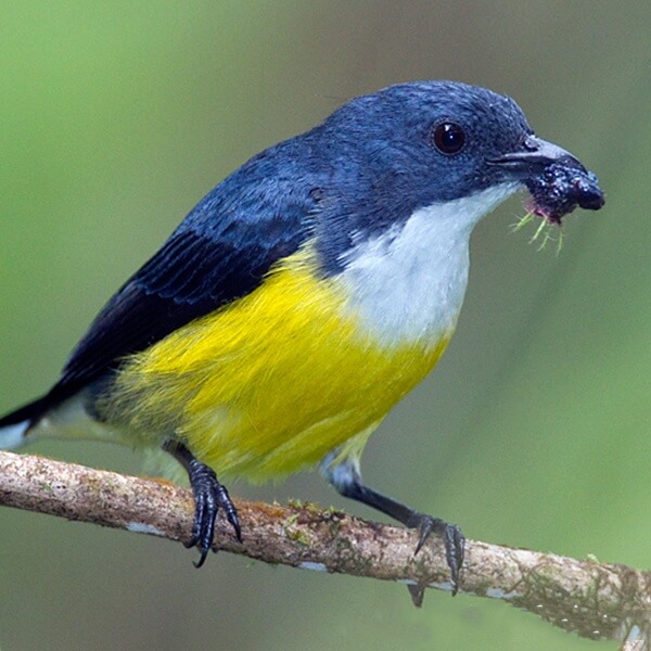 Legge’s Flowerpecker