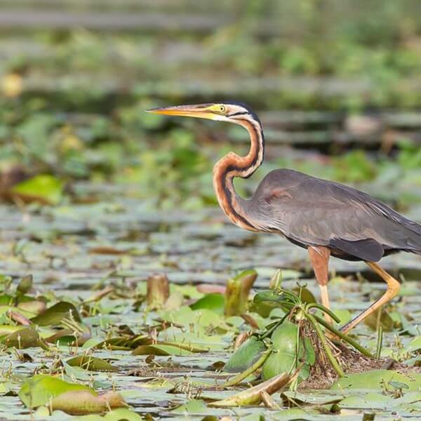 Heron, Purple