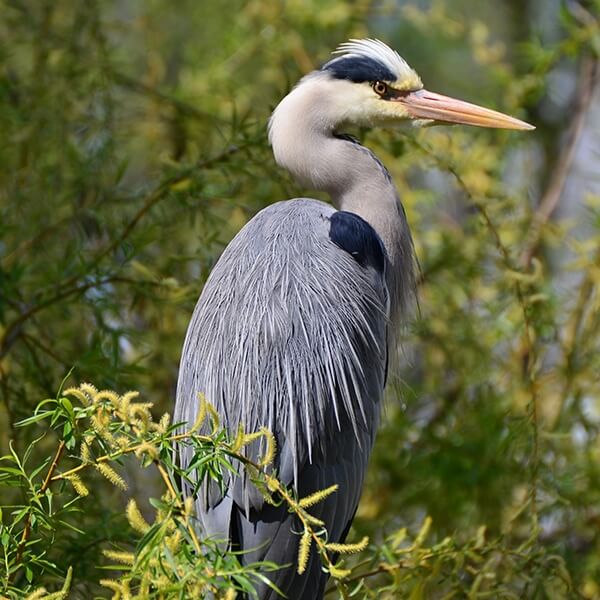 Heron, Grey