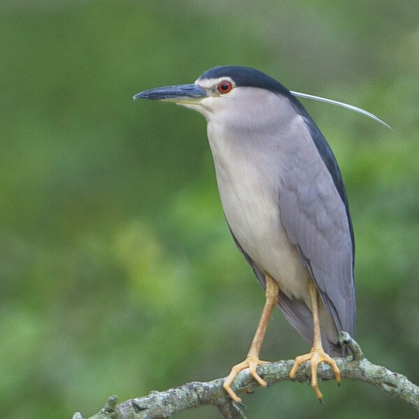 Heron, Night