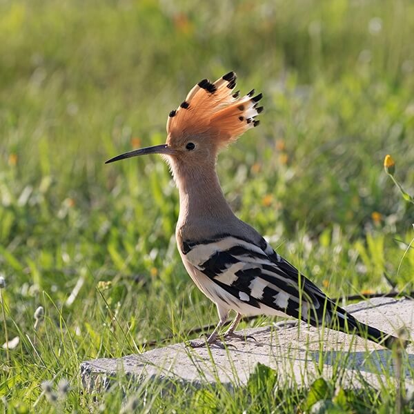 Hoopoe, Common