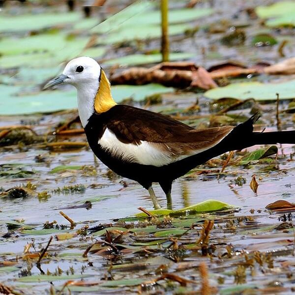 Jacana, Pheasant-tailed