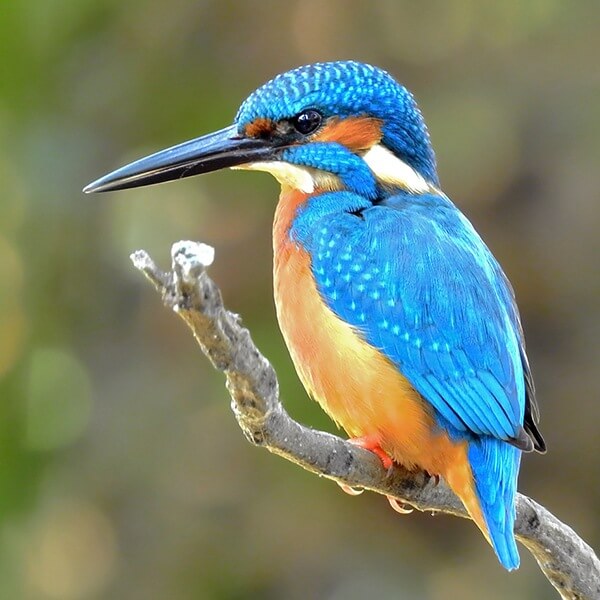 Kingfisher, Common