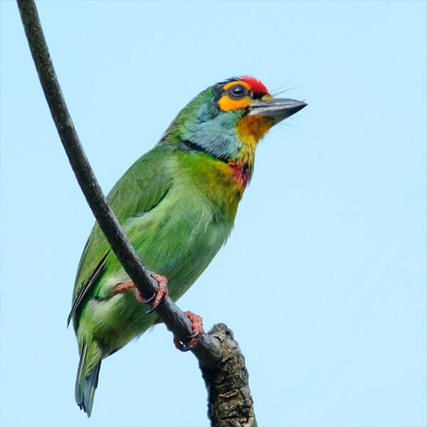 Barbet, Crimson – fronted 