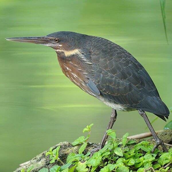 Bittern, Black