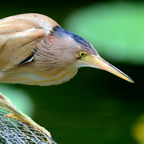 Bittern, Yellow